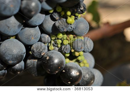 Vin druer stigende på vinstokken