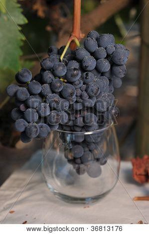 Vin druer i et glas for tidligt