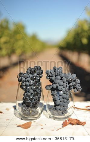 Vin druer i et glas for tidligt