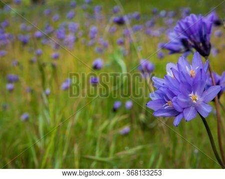 Blue Dick Wildflower Field Close Up Shot