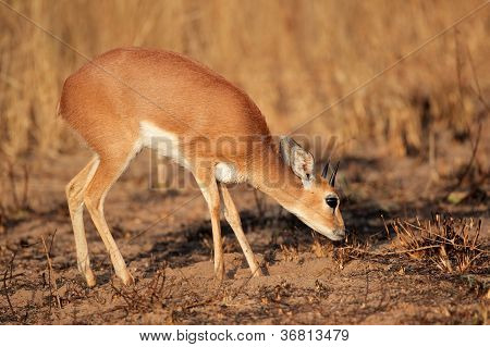 Steenbok Antelope