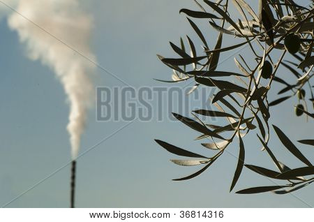 Olivovníky a továrna