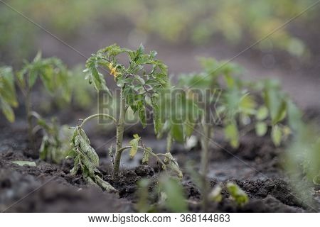Young Tomato Sprouts Are Planted In The Ground In A Greenhouse In Spring. A Drip Irrigation Pipe Has