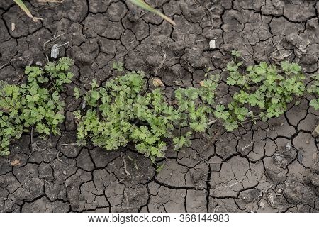 Young Sprouts Of Parsley Grow On A In The Ground In A Greenhouse In Spring. Shallow Depth Of Field. 