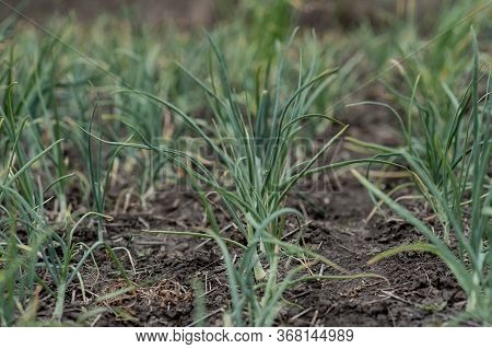 Young Sprouts Of Onion Growing In The Open Ground Are Planted In The Ground In A Greenhouse In Sprin