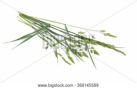 Dactylis Glomerata, Also Known As Cocks-foot, Orchard Grass Or Cat Grass. Isolated.