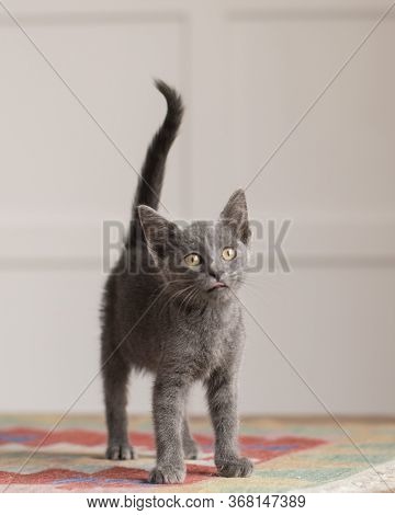 Adorable Blue Gray Kitten Stands With An Erect Tail And A Curious Look On A Handwoven Run In Natural