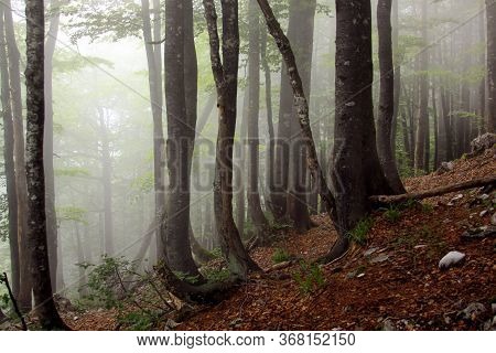 Fog In Humid Beech Forest In Summer