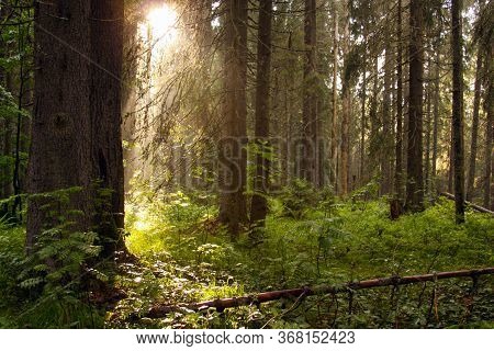 Light In Forest Trees In Apuseni Mountains Romania