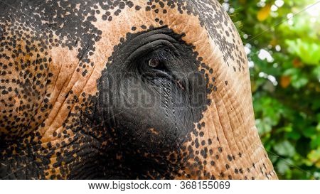 Closeup Image Of Sad Eyes Of Adult Indian Elephant In Zoo. Concept Of Animal Protection From Abuse A