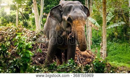 Adult Indian Elephant Grabing Leaves From Tree Branches With Long Trunk In Tropical Jungle Forest