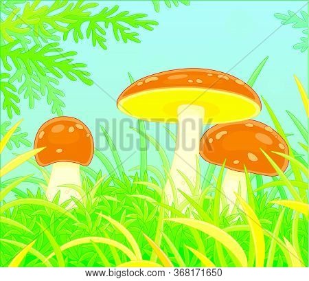 Three Edible Mushrooms With Big Brown Caps Hiding In Green Thick Grass On A Pretty Forest Glade On A