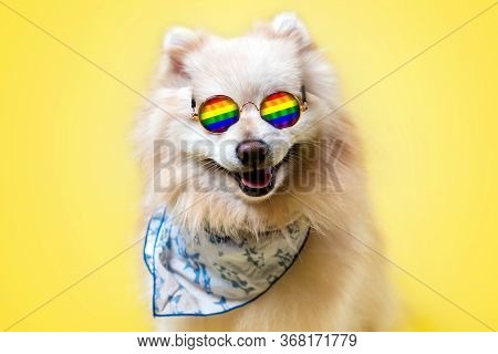 Lgbt. A Pomeranian Dog In A Bandana And Glasses With A Rainbow Flag Poses On A Yellow Background. Th