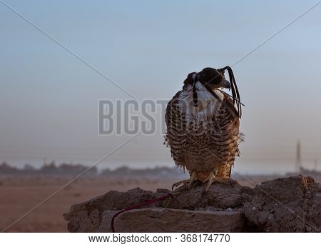 Falcon Eagle Eyes Covered Sitting On Stone Surface In Desert Hot Climate At Kuwait Desert