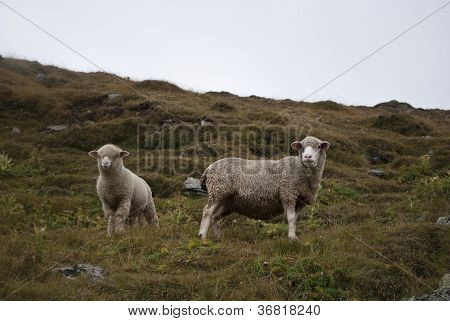 Sheeps