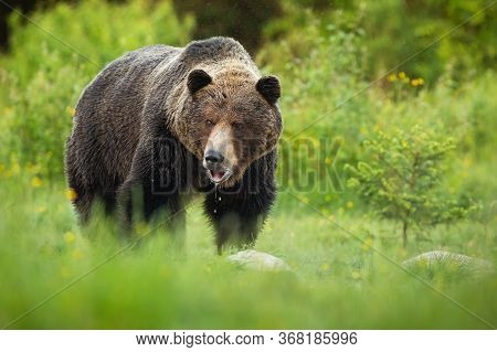 Big Brown Bear Slobbering With Mouth Open And Saliva Dropping Down On Meadow