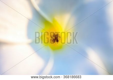 Close Up Of Pink Frangipani, Plumeria Sp Flower With Copy Space