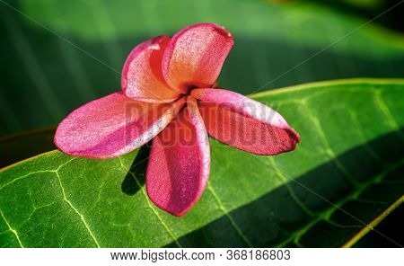 Close Up Of Pink Frangipani, Plumeria Sp Flower With Copy Space