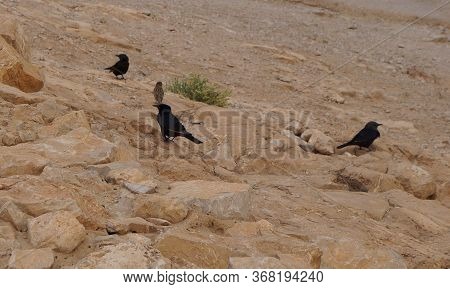 Tristram's Starling Or Tristram's Grackle Explores The Rocks Of Masada Fortress