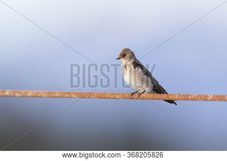 Northern Rough-winged Swallow At Richmond Bc Canada