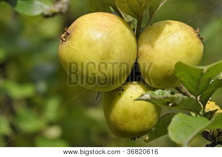 Bio jablka