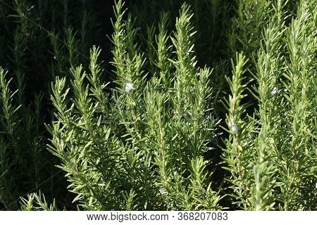 This Is An Image.of Spittlebug Foam On A Rosemary Plant
In A Carmel Garden Taken In The Month Of May