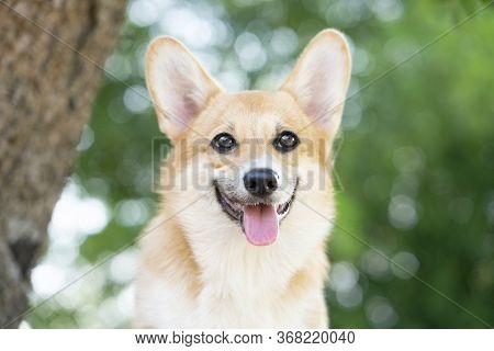 Corgi Dog Smile And Happy In Summer Sunny Day