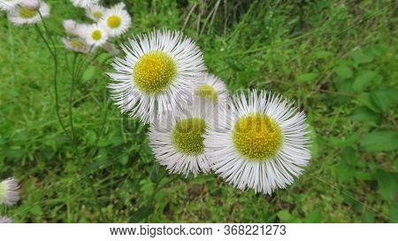 Common Fleabane Is A Seasonal Wildflower That Grows In Damp Places.