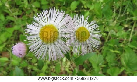 Common Fleabane Is A Seasonal Wildflower That Grows In Damp Places.