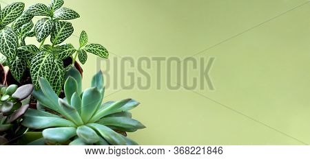 Banner Nature. Fittonia, Hypoestes, Succulents, Cactus Flower On Green Background. Copy Space. Minim