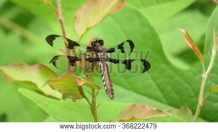 An Adult Female Common Whitetail Or Long-tailed Skimmer Dragonfly Has A Brown Body And Wing Spots.