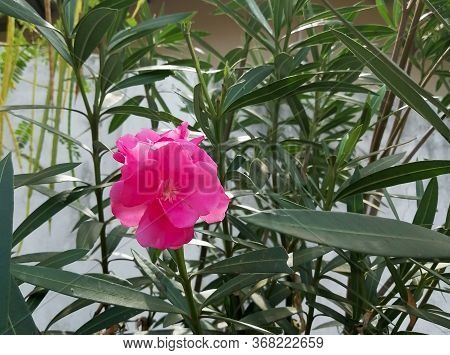 Nerium Olender Flower In The Nerium Olender Plant. It Is Flowering Plant