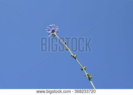 Single Chicory Flower On A Background Of Blue Sky.