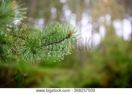 Raindrops On A Spruce Branch-close-up. Rainy Weather.