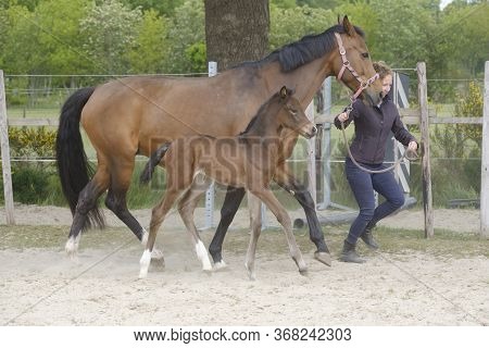 Little Brown Foal, Trosts Next To The Mother, One Week Old, During The Day With A Countryside Landsc