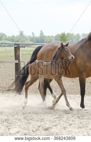 Little Brown Foal, Trosts Next To The Mother, One Week Old, During The Day With A Countryside Landsc