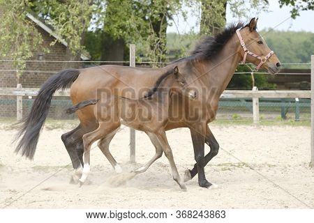 Little Brown Foal, Trosts Next To The Mother, One Week Old, During The Day With A Countryside Landsc