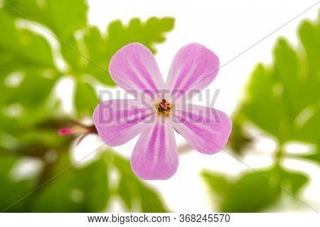 Herb Robert Flower Isolated On White Background