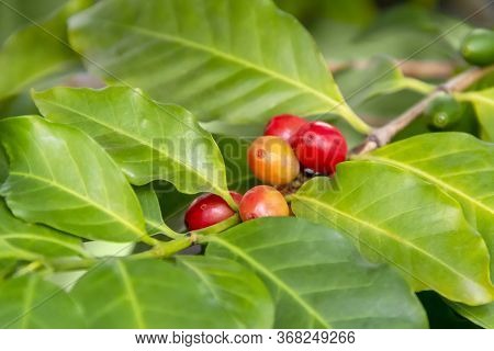 Coffea Plant Closeup Including Some Red Coffee Beans