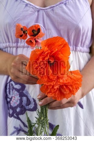 Woman In Blue Dress Holding Poppe Flowers, Close Up On Her Hands. Spring Time Dreams.