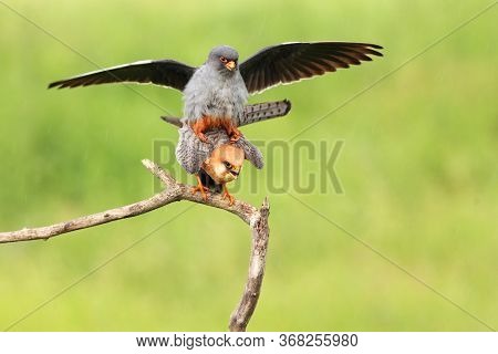 The Red-footed Falcon (falco Vespertinus), Formerly Western Red-footed Falcon Mating On A Branch Wit