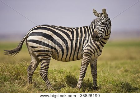 Ayakta zebra