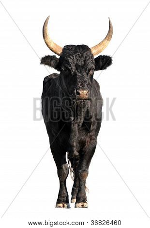 Toro di Camargue