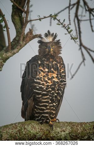 African Crowned Eagle On Branch Eyeing Camera