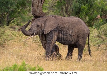 African Elephant Scratching Itself Against Gnarled Tree