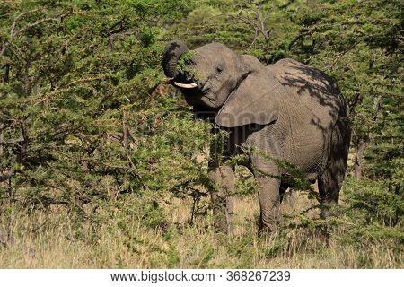 African Elephant Stands Raising Trunk In Bushes