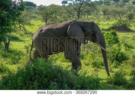 African Elephant Walking Past Bushes On Savannah