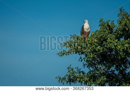 African Fish Eagle Looks Down From Tree