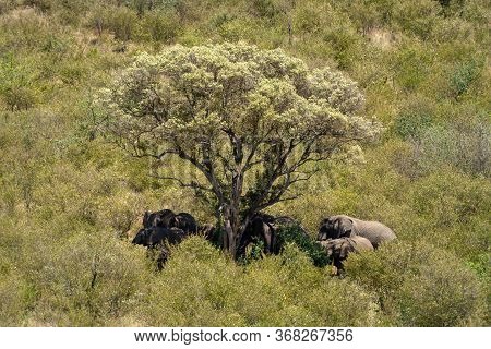 African Elephants Stand In Shade Of Tree