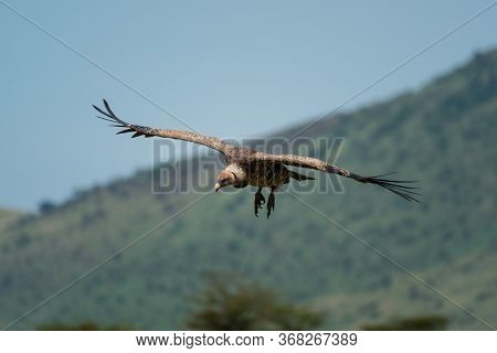 African White Backed Vulture Glides Past Hills